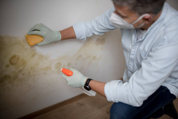 Best Mold Damage Repair  in Wekiwa Springs, FL