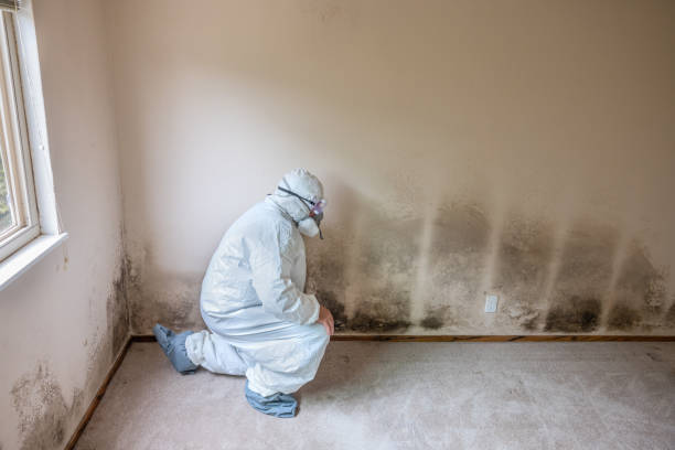 Best Mold Cleaning Services  in Wekiwa Springs, FL