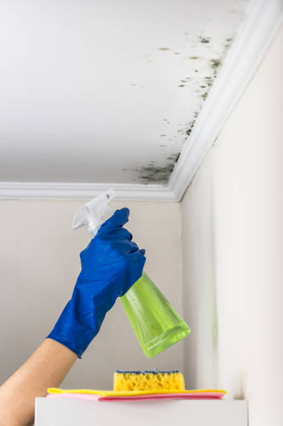 Best Black Mold Removal  in Wekiwa Springs, FL